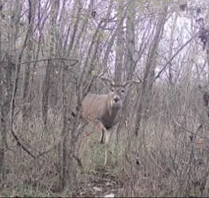 Recreational Property in Gallatin County, Illinois