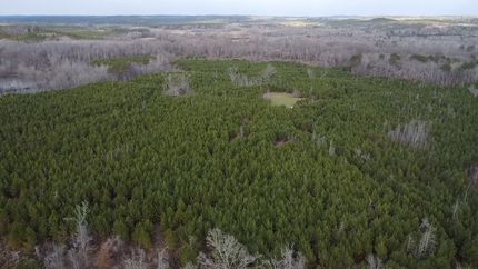 Timberland Property in Fayette County, Alabama