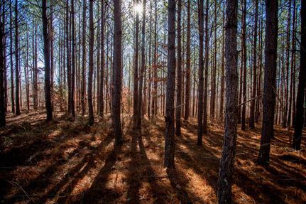 Timberland Property for sale in Hickman County, Tennessee