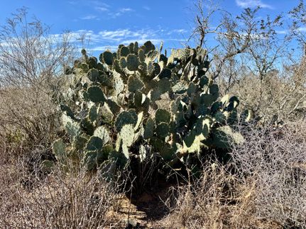 Recreational Property in Duval County, Texas