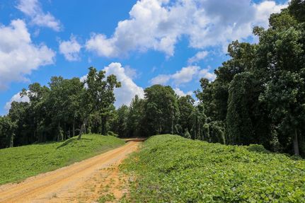 Timberland Property in Union County, Mississippi