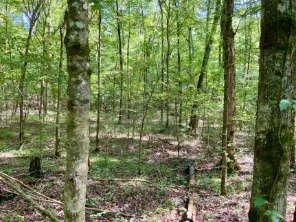 Undeveloped Land in Humphreys County, Tennessee