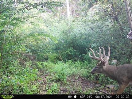 Undeveloped Land for sale in Morgan County, Georgia