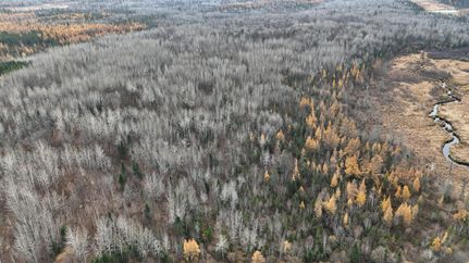 Land in Saint Louis County, Minnesota