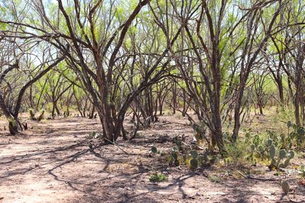 Farm and Ranch in Frio County, Texas