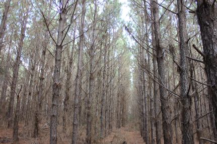 Farm and Ranch for sale in Nacogdoches County, Texas