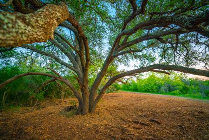 Hunting Property in Bee County, Texas