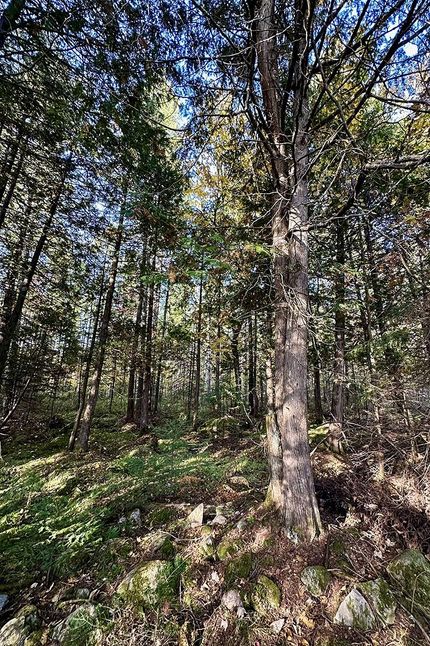 Timberland Property in Ashland County, Wisconsin