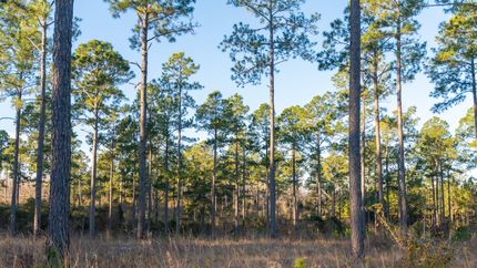 Undeveloped Land in Mitchell County, Georgia