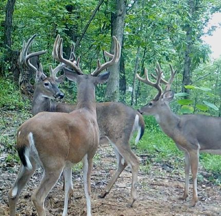 Timberland Property in Alexander County, Illinois