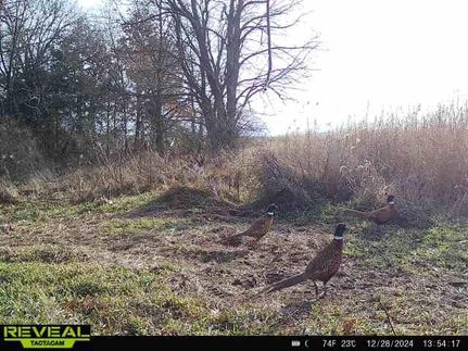 Land in DeWitt County, Illinois
