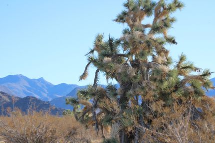 Undeveloped Land in Mohave County, Arizona