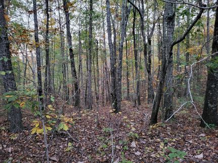 Undeveloped Land in Benton County, Tennessee