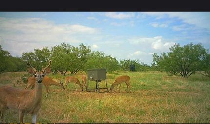 Undeveloped Land for sale in Callahan County, Texas