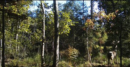 Undeveloped Land in Jasper County, Texas