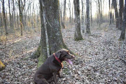 Timberland Property in Jefferson County, Arkansas