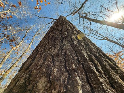 Farm and Ranch in Jackson County, Alabama