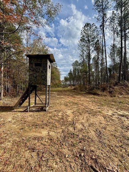Timberland Property in Amite County, Mississippi