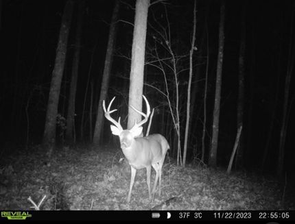 Timberland Property in Morgan County, Kentucky