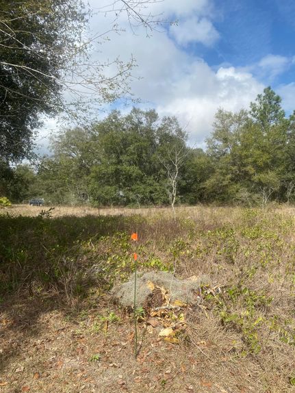 Undeveloped Land in Putnam County, Florida
