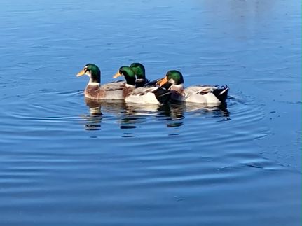 Land for sale in Madison County, Arkansas