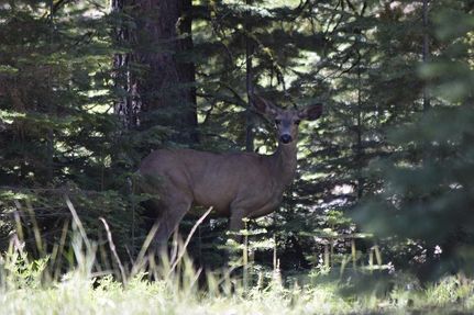 Undeveloped Land in Modoc County, California