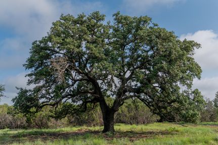 Hunting Property in Hood County, Texas
