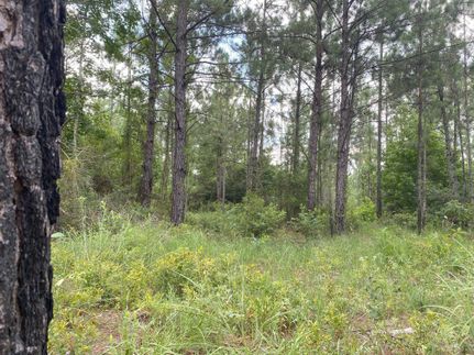 Timberland Property in Rapides Parish, Louisiana