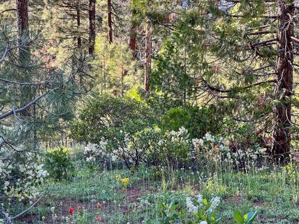Timberland Property in Modoc County, California
