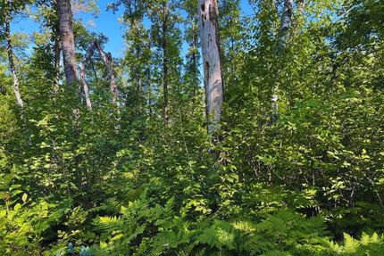 Undeveloped Land in Mille Lacs County, Minnesota