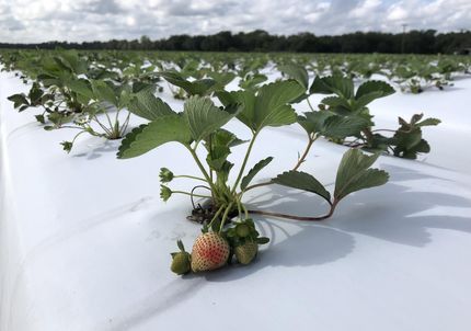 Farm and Ranch for sale in Hillsborough County, Florida