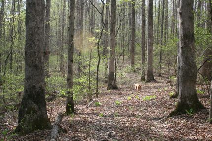 Undeveloped Land for sale in Williamson County, Tennessee