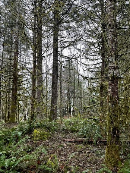 Timberland Property in Columbia County, Oregon