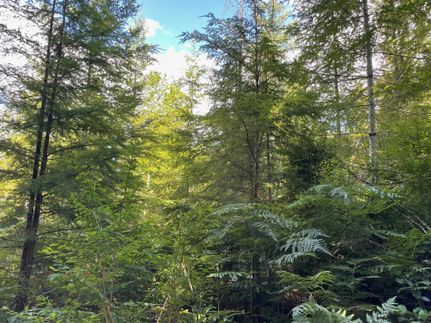 Timberland Property in Linn County, Oregon