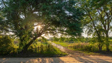 Undeveloped Land in Mitchell County, Georgia