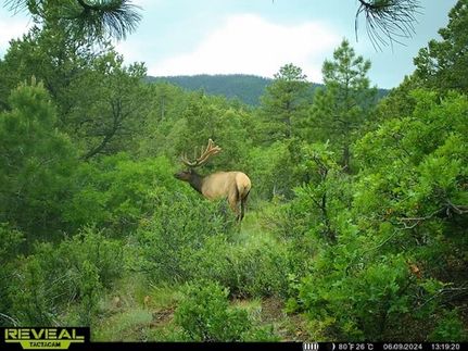 Timberland Property in Fremont County, Colorado