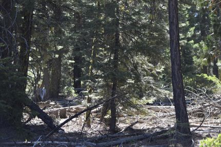 Undeveloped Land in Modoc County, California