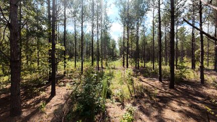 Timberland Property in Clarendon County, South Carolina