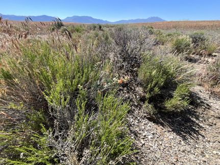 Timberland Property in Elko County, Nevada