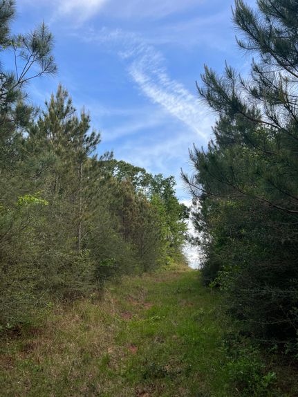 Land for sale in Clarke County, Mississippi