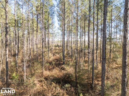 Timberland Property in Jefferson Davis County, Mississippi
