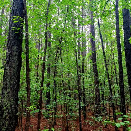 Farm and Ranch for sale in Bladen County, North Carolina