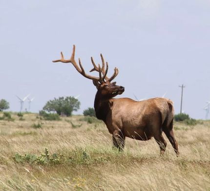 Land in Nolan County, Texas
