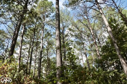 Timberland Property in Tallapoosa County, Alabama