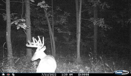 Timberland Property in Sullivan County, Missouri