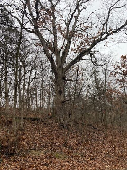 Hunting Property in Fulton County, Illinois