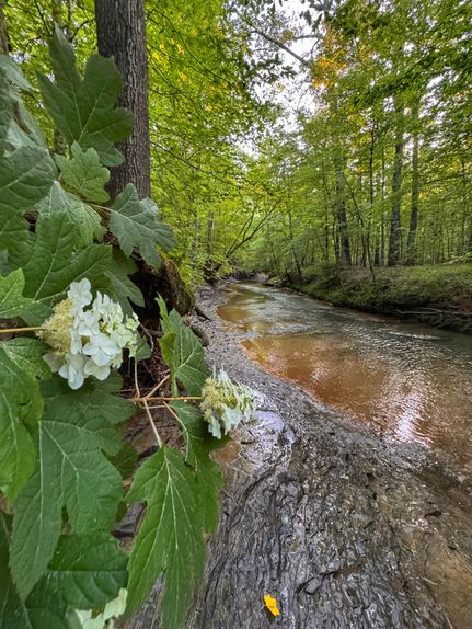 Land in Marion County, Alabama