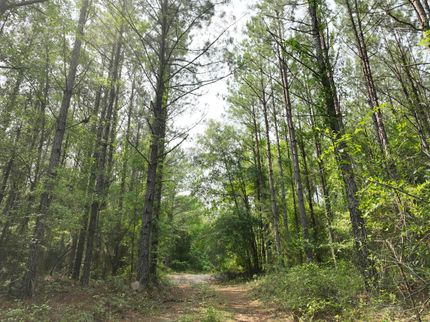 Land for sale in Stewart County, Georgia