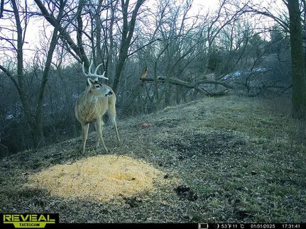Timberland Property in Osborne County, Kansas