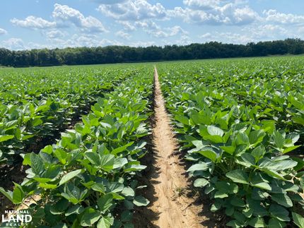 Farm and Ranch in Phillips County, Arkansas